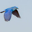 Mountain Bluebird